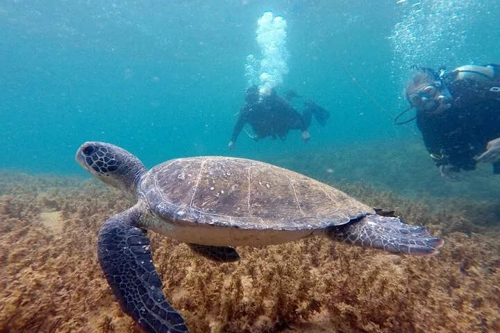 Discovery dive · Arvoredo Island · Photo: [Zimbros Ecotour](https://zimbrosecotour.com.br/)